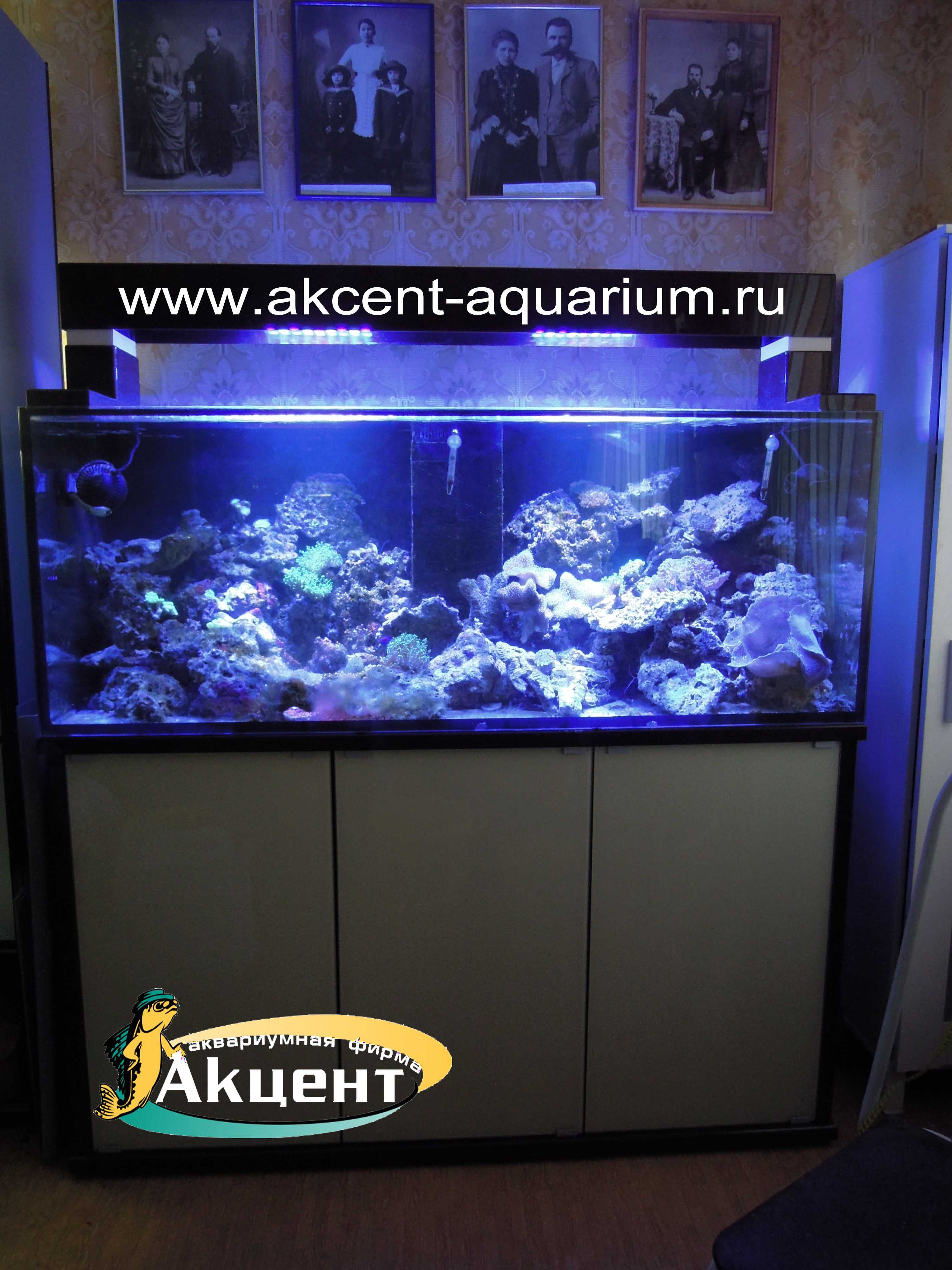 Акцент-аквариум, аквариум морской 450 литров,
